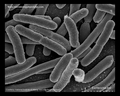Escherichia coli SEM
